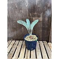 8赤肌豪華 ブルーリーフ ニューベストセレクション サイカス カイルンシアナ 2025年最新】サイカスカイルンシアナの人気アイテム - メルカリ