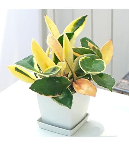 Amazon.co.jp: Hoya inflata ホヤ インフラータ 希少 抜き苗 : DIY