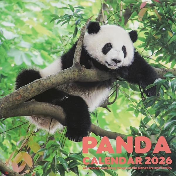 Amazon.co.jp: パンダ沼への招待状カレンダー2026 with 上野のパンダ