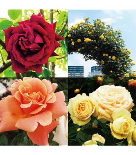 Amazon.co.jp: 《国産Aグレード品 バラ切り接ぎ用台木》 ノイバラ (30