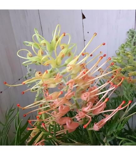 Amazon.co.jp: グレビレア ピーチアンドクリーム オージープランツ