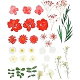 Amazon 1ミリ乾燥シート 押し花 Pressed Flowers おもちゃ おもちゃ