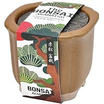 Amazon｜聖新陶芸 The BONSAI 栽培セット 黒松 サイズ：約W8.5 D8.5 H7
