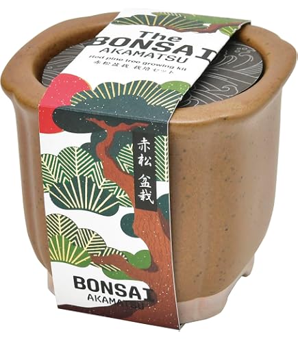 Amazon｜聖新陶芸 The BONSAI 栽培セット 黒松 サイズ：約W8.5 D8.5 H7