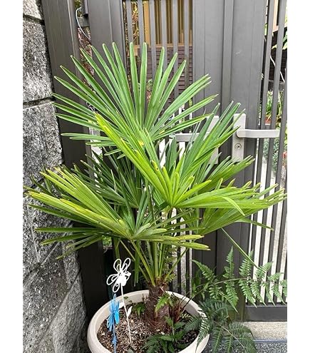 Amazon｜【種子】Trachycarpus Fortunei ◇ Chinesische Hanfpalme