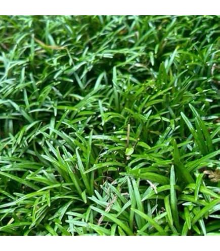 Amazon.co.jp: 玉竜の苗 抜き苗 50株 : DIY・工具・ガーデン
