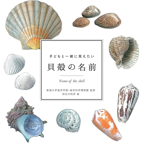THE SHELL 貝の図鑑 貝類図鑑 - 創元社