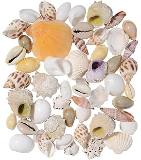 Amazon.co.jp: MUYYIKA カラフル 貝殻 アソート セット 天然素材