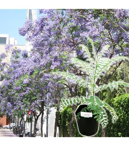 Amazon.co.jp: 庭木・観葉植物・世界三大花木：ジャカランダ