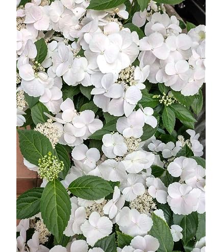 Amazon｜紫陽花 大鉢8号 ラグランジア ブライダルシャワー｜観葉植物