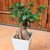 71g2m1C1PJS._AC_UL210_SR210,