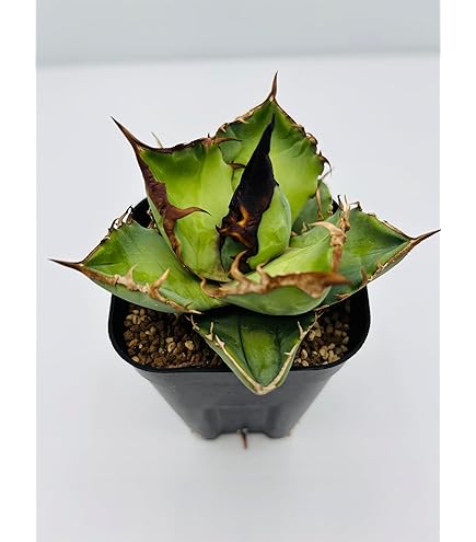Amazon｜アガベ チタノタ 金蟾/Agave titanota 'Kinsen'/観葉植物 多肉