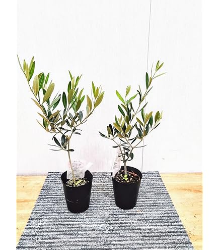 Amazon｜観葉植物 SOUJU（創樹）ブランド：オリーブの木*4号｜観葉植物