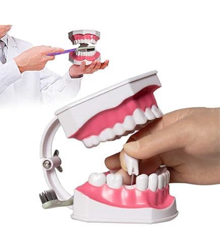 2個 歯列模型 実物大 開閉式 乳歯期 永久歯萌出前 永久歯 交換