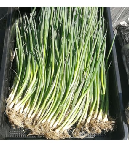 Amazon.co.jp: ねぎにら（ネギニラ・なかみどり） 9cmポット苗 48