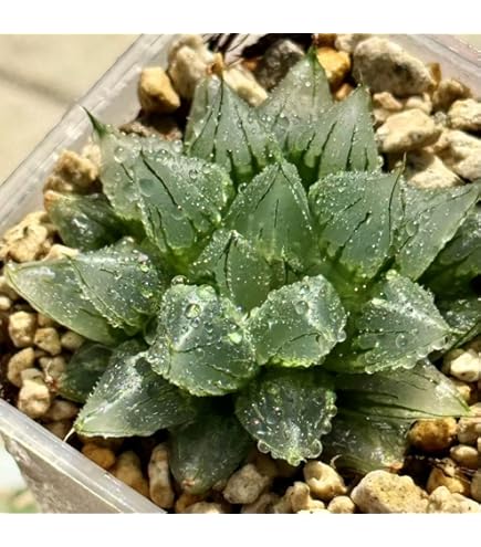 【激安】西瓜寿　アトロフスカミュータント　大群生　巨大株　極上品　最高級品　裏窓 Amazon.co.jp: アトロフスカミュータント ハオルチア 西瓜寿