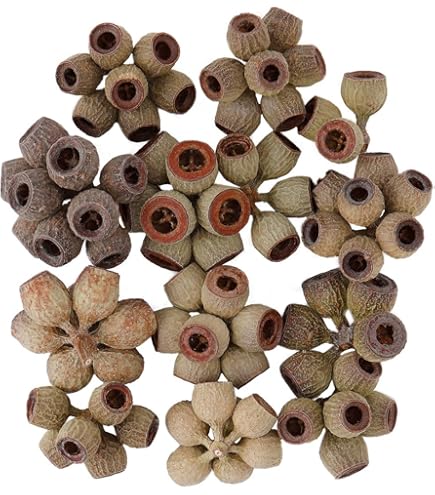Amazon｜大地農園 ドライフラワー N 約7～12cm ブッダナッツ DO085700