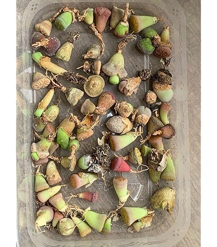 Amazon.co.jp: レア 多肉植物 リトープス 三面体 おばけ 9点