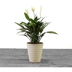 Amazon スパティフィラム 7号 受け皿付 観葉植物 本物 ミニメリー 笹団扇 インテリアグリーン シンボルツリー ギフト プレゼント Hanapochi ハナポチ 観葉植物 オンライン通販