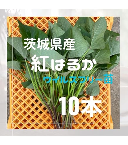 【予約受付中】紅はるか苗　2000本　5月下旬から順次発送｜ Amazon.co.jp: 紅はるか【切苗 10本】 (5月11日～15日日発送