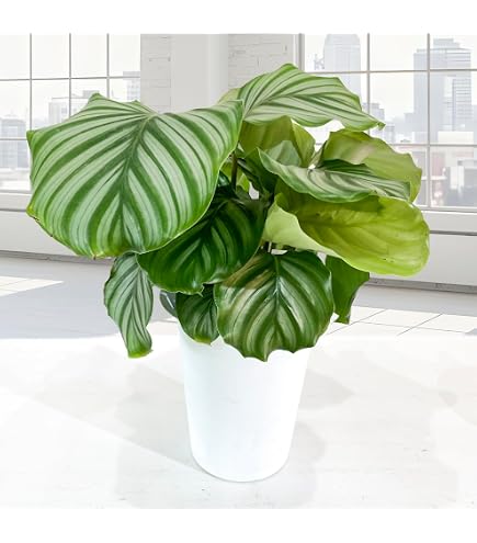 Amazon｜希少 美株 カラテア 観葉植物 マラント クロアマンニー 鉢ごと
