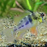 (熱帯魚)アピスト（ラミレジィ）（約4cm）（1匹）[生体]