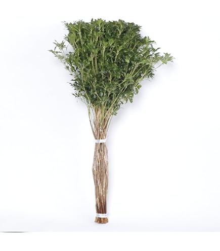 フラワーベース 込み アセビ 枝物 インテリア 装飾 生花 馬酔木 オシャレ 枝 アセビ30cm 馬酔木 枝物 インテリア 装飾 生花 枝 観葉植物