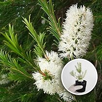 【高さ160㎝前後‼️】メラレウカ　メディカルティーツリー ティーツリー　苗 メラレウカ メディカルティーツリー｜メラレウカの生産販売 タナカ園芸