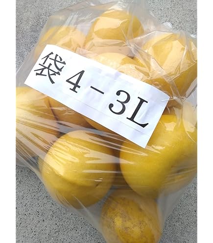 高知県産土佐文旦4Lサイズ 約10kg 高知県産 土佐文旦 贈答用・秀品 4Lサイズ 大玉 約10kg 贈り物に最適