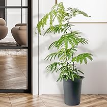 Amazon｜エバーフレッシュ 6号鉢 育てやすい 夫婦円満 アカサヤ