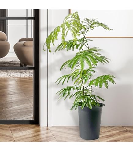Amazon｜エバーフレッシュ 曲がり樹形 8号｜観葉植物 オンライン通販