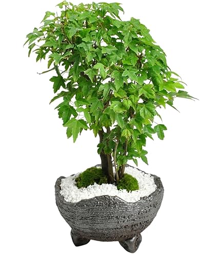 Amazon.co.jp: 【charm】（山野草）盆栽 ハウチワカエデ（羽団扇