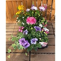 Amazon.co.jp: イングの森がオススメする花苗セット10品種 : DIY