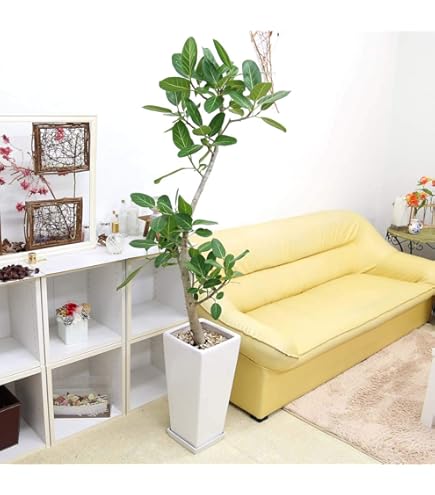 Amazon｜観葉植物 フィカス ベンガレンシス 幹曲り 10号 【鉢