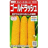サカタのタネ 実咲野菜1206 みわくのコーンゴールドラッシュ スイートコーン 00921206