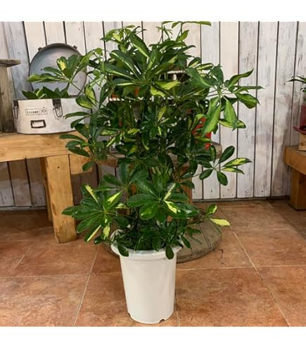 Amazon｜おしゃれ 観葉植物：シェフレラ ハッピーイエロー*7号 茶