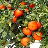 みかんの苗 小原紅早生(おばらべにわせ)【品種で選べる果樹苗木 15cmポット 1～2年生 接木苗/1個】小原紅早生は、昭和48年に香川のみかん園で発見された宮川早生の枝変わり品種です。国産のみかんでは果皮が最も紅いと言われています。糖度が高く、濃厚