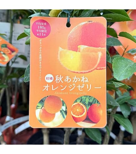 Amazon.co.jp: 柚香 ゆこう ゆうこう 3年生 苗木 接木苗 柑橘 : DIY