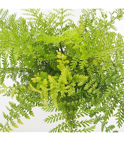 Amazon｜オオタニワタリ アスプレニウム 観葉植物｜観葉植物