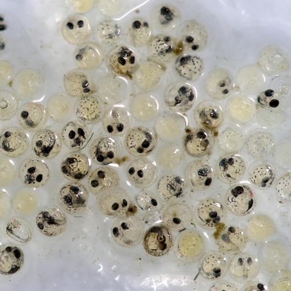 Amazon.co.jp: めだかの卵 竜章鳳姿 30個＋α 本場広島産メダカ