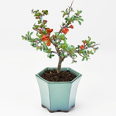 Amazon.co.jp ほしい物ランキング: 盆栽 で、ほしい物リストと