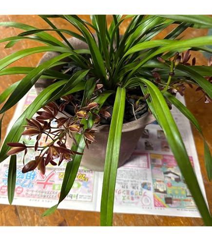Amazon.co.jp: 金陵辺 花芽1個 5鉢セット 蜜蜂誘引蘭 日本蜜蜂