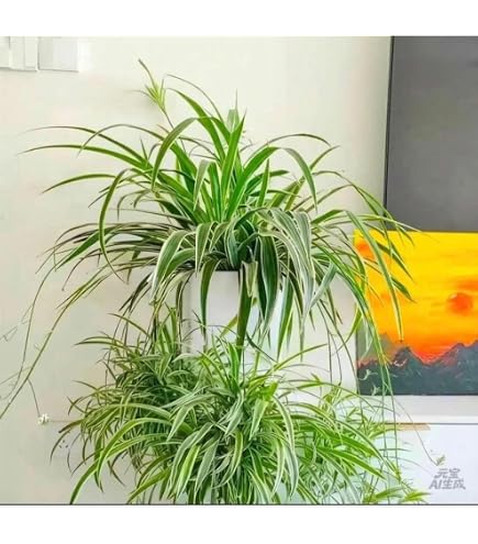 Amazon｜オリヅルラン オリズルラン 観葉植物 ハンギング｜観葉植物