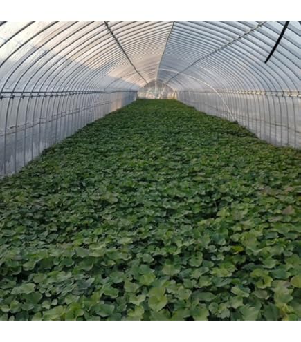 Amazon.co.jp: 【2026年発送】【予約販売】サツマイモ苗 紅はるか 切り