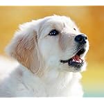 犬 QHD(1080×960) カレンダー2024 ゴールデン・レトリーバー 犬 QHD(1080×960) カレンダー2024 ゴールデン・レトリーバー