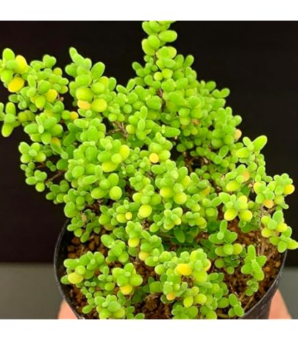 新入荷 多肉植物 ドロサンテマム 小小米 抜き苗 1株 7cm鉢 新入荷 多肉