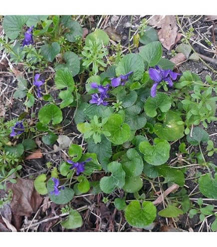 Amazon.co.jp: （観葉植物）ハーブ苗 スイートバイオレット（ニオイ
