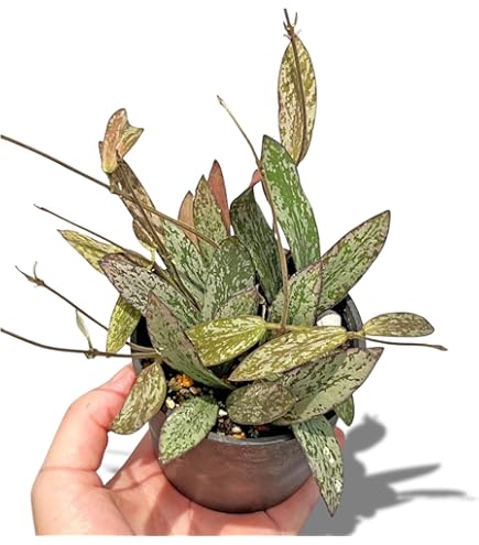 Amazon.co.jp: Hoya inflata ホヤ インフラータ 希少 抜き苗 : DIY