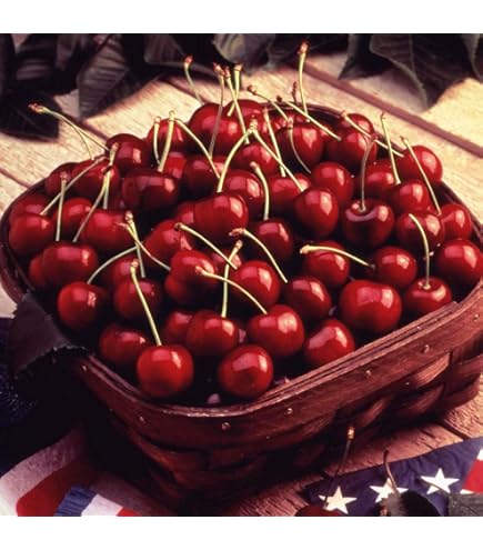 アメリカチェリー2kg特大号 Amazon.co.jp: アメリカ産 アメリカンチェリー 大粒 サイズ：9.5