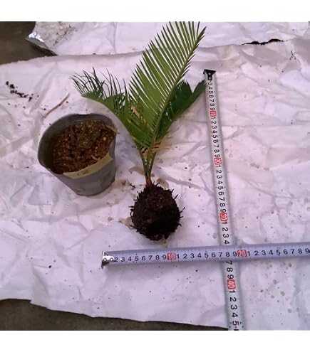Amazon｜（観葉植物）サイカス ソテツ（蘇鉄） 3号（1鉢）｜観葉植物